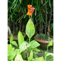 Canna Plants